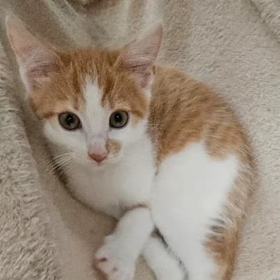 Léo, male puppy European Shorthair for adoption at HumanIma ASBL, Ottignies (Brabant Wallon)