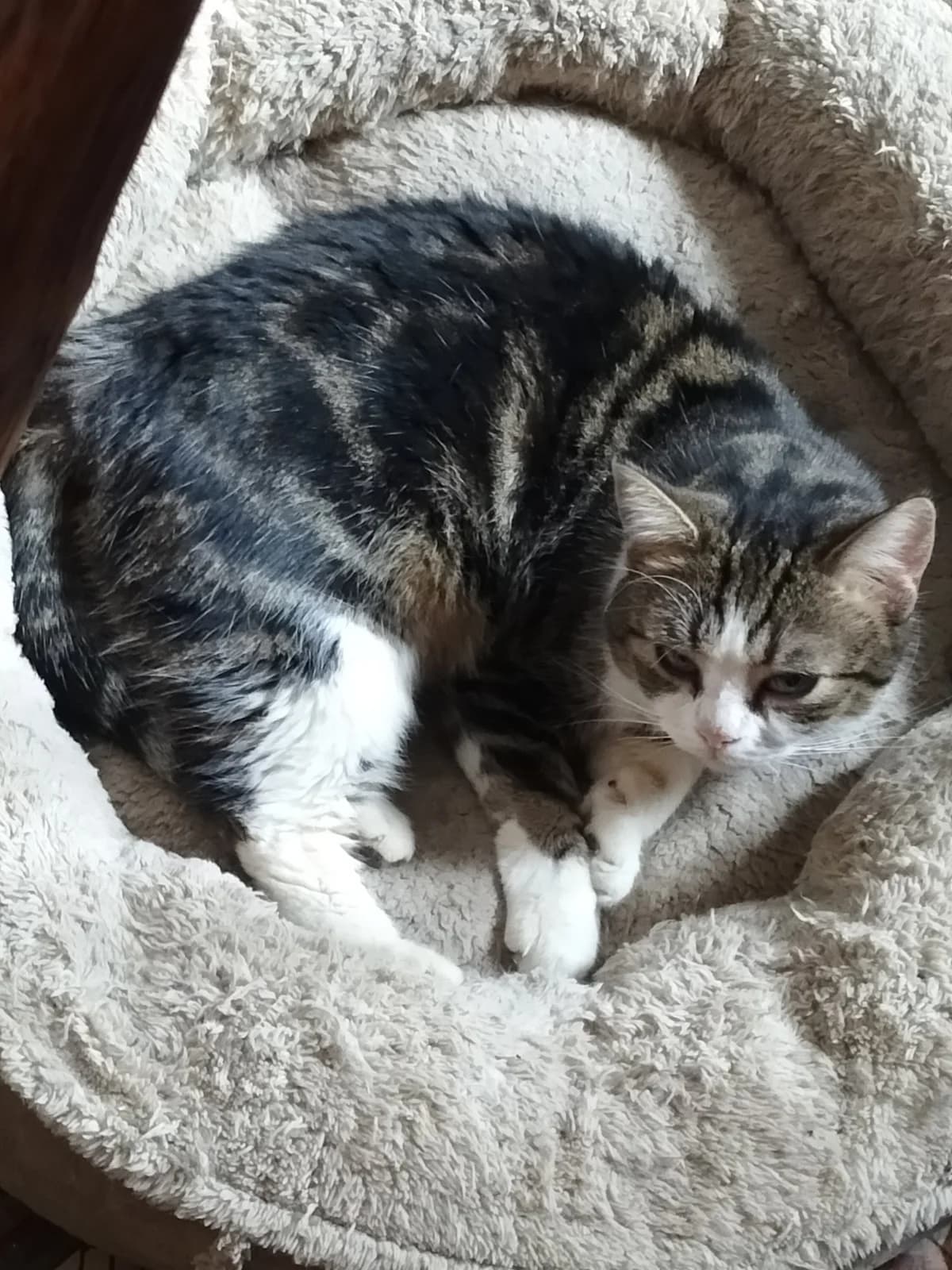 YUMI, male Mixed Breed for adoption at INNI ASBL Refuge pour chats