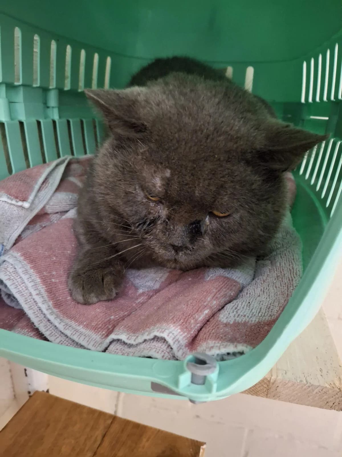 Emir, grijs male Mixed Breed for adoption at Kat op de dool Deinze