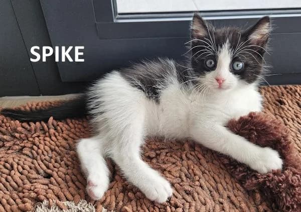 Kitten Spike, zwart male Mixed Breed for adoption at Kat op de dool Deinze