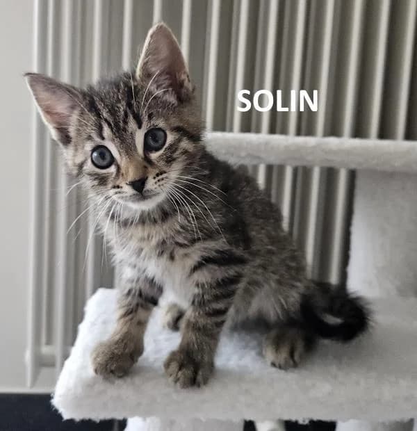 Kitten Solin, male Mixed Breed for adoption at Kat op de dool Deinze