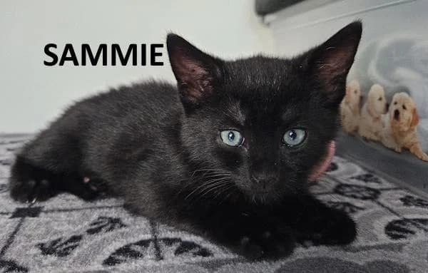 Kitten Sammie, zwart male Mixed Breed for adoption at Kat op de dool Deinze