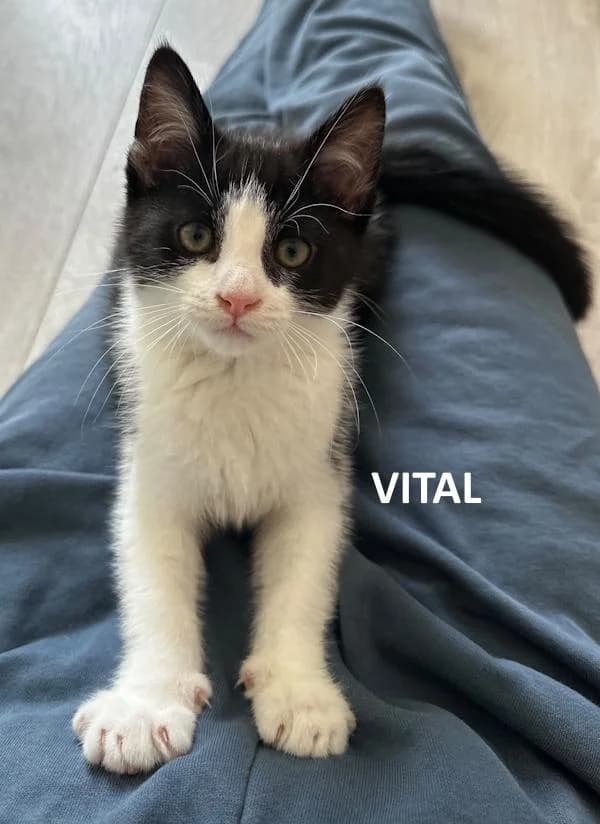 Kitten vital, zwart male Mixed Breed for adoption at Kat op de dool Deinze