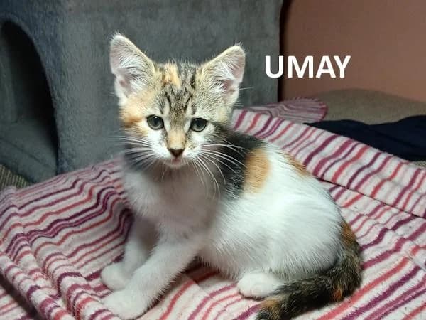 kitten Umay, driekleur female Mixed Breed for adoption at Kat op de dool Deinze