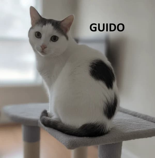 Junior Guido, male Mixed Breed for adoption at Kat op de dool Deinze