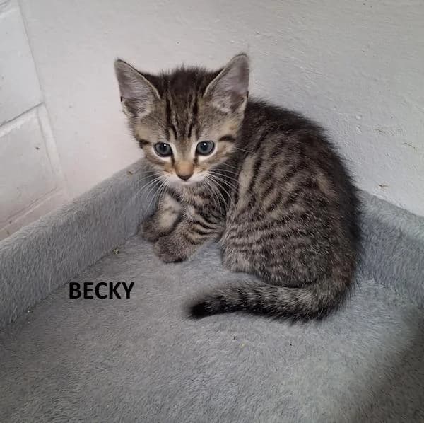 Kitten Becky, female Mixed Breed for adoption at Kat op de dool Deinze