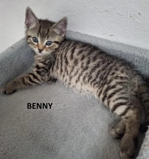Kitten Benny, male Mixed Breed for adoption at Kat op de dool Deinze