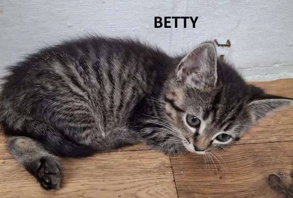 Kitten Betty, female Mixed Breed for adoption at Kat op de dool Deinze