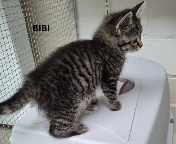 Kitten Bibi, female Mixed Breed for adoption at Kat op de dool Deinze