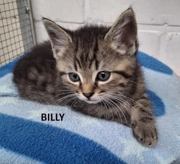 Kitten Billy, male Mixed Breed for adoption at Kat op de dool Deinze