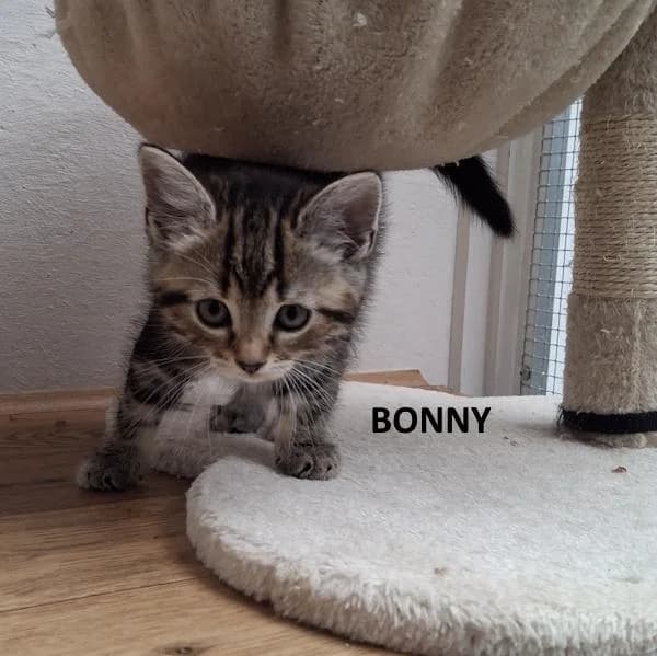 Kitten Bonny, female Mixed Breed for adoption at Kat op de dool Deinze