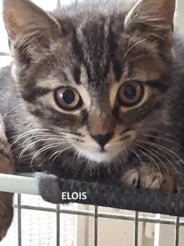 Kitten Eloïs, bruin female Mixed Breed for adoption at Kat op de dool Deinze