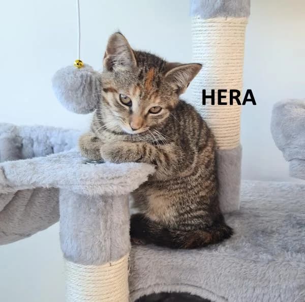 Kitten Hera, female Mixed Breed for adoption at Kat op de dool Deinze