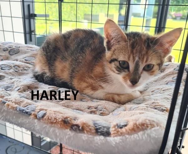 Kitten Harley, female Mixed Breed for adoption at Kat op de dool Deinze