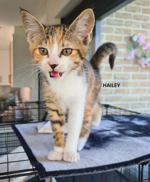 Kitten Hailey, female Mixed Breed for adoption at Kat op de dool Deinze