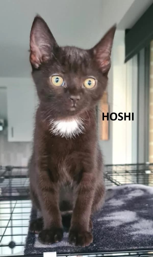 Kitten Hoshi, zwart female Mixed Breed for adoption at Kat op de dool Deinze