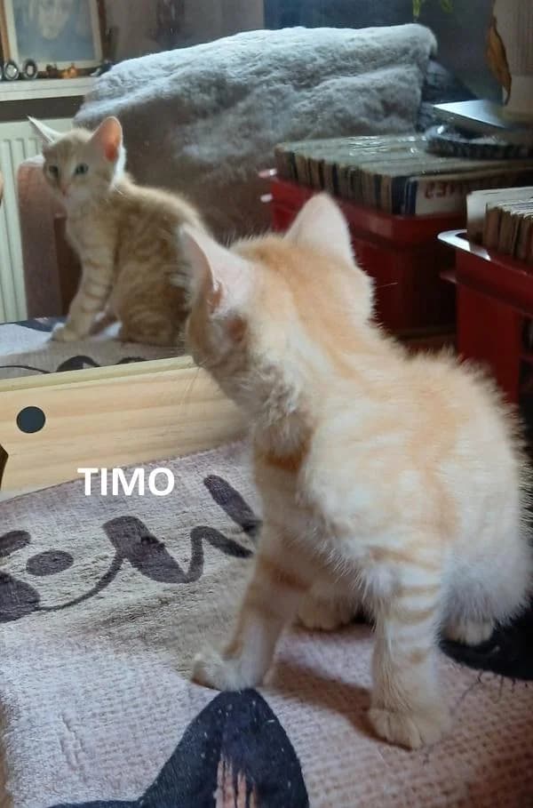 Kitten Timo, male Mixed Breed for adoption at Kat op de dool Deinze