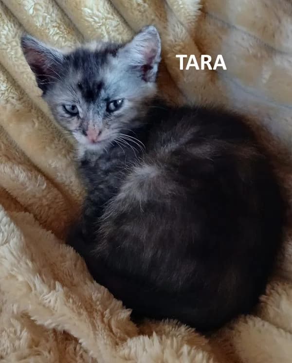 Kitten Tara, female Mixed Breed for adoption at Kat op de dool Deinze