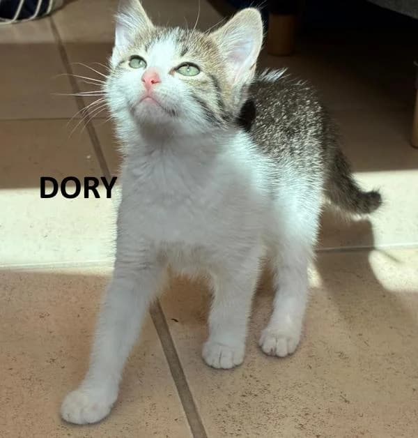 Kitten Dory, wit female Mixed Breed for adoption at Kat op de dool Deinze