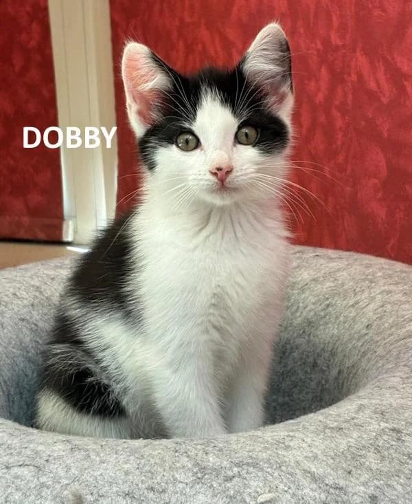 Kitten Dobby, zwart male Mixed Breed for adoption at Kat op de dool Deinze