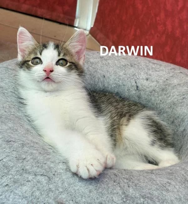 Kitten Darwin, wit male Mixed Breed for adoption at Kat op de dool Deinze