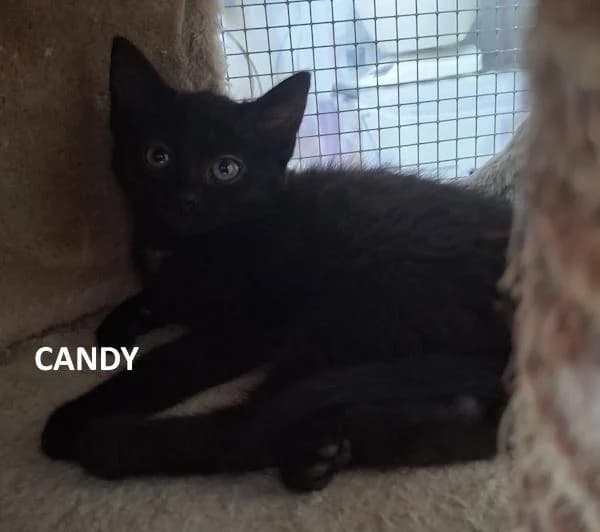 Kitten Candy, zwart female Mixed Breed for adoption at Kat op de dool Deinze