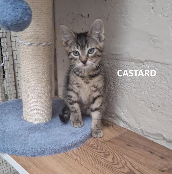 Kitten Castard, male Mixed Breed for adoption at Kat op de dool Deinze