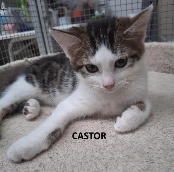 Kitten Castor, wit male Mixed Breed for adoption at Kat op de dool Deinze