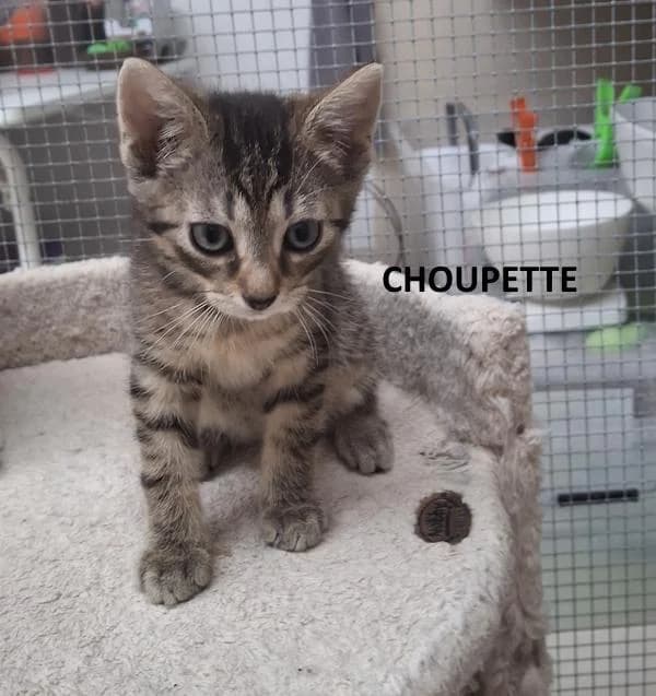 Choupette, female Mixed Breed for adoption at Kat op de dool Deinze