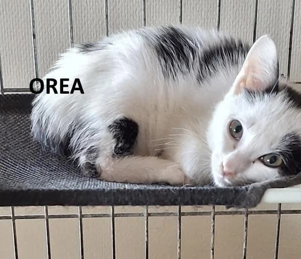 Kitten Orea, wit female Mixed Breed for adoption at Kat op de dool Deinze