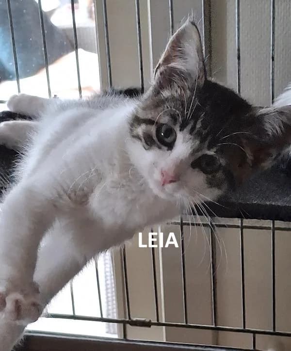 Kitten Leia, female Mixed Breed for adoption at Kat op de dool Deinze