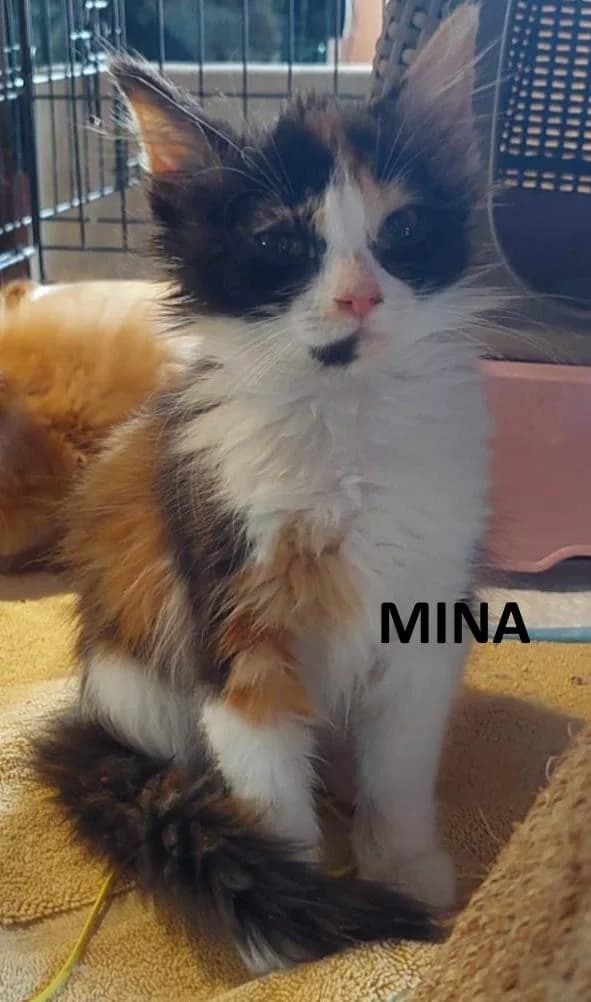 Mina, female Mixed Breed for adoption at Kat op de dool Deinze