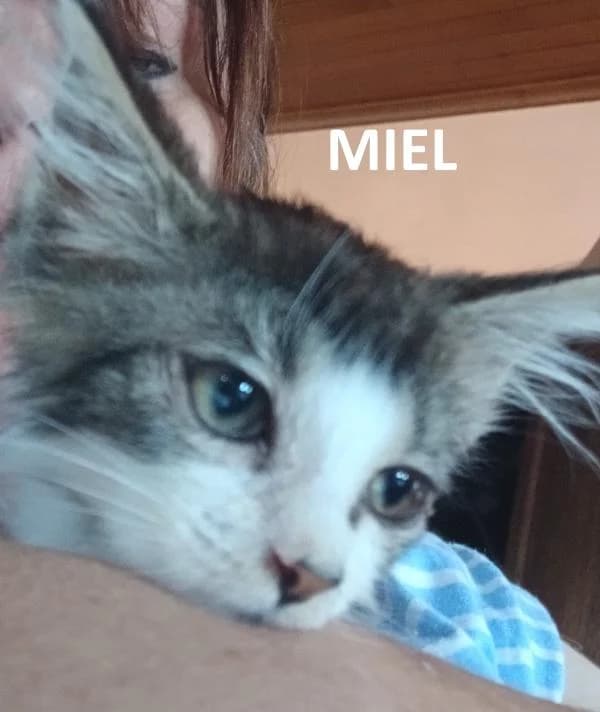 Kitten Miel, male Mixed Breed for adoption at Kat op de dool Deinze