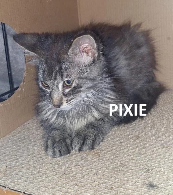 Kitten Pixie, female Mixed Breed for adoption at Kat op de dool Deinze