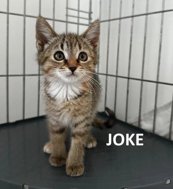 Joke, female Mixed Breed for adoption at Kat op de dool Deinze