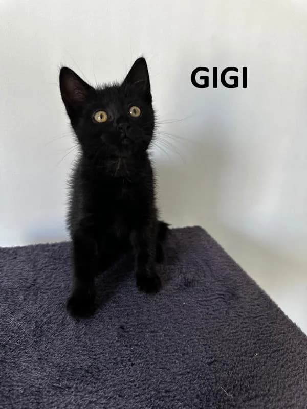 Gigi, female Mixed Breed for adoption at Kat op de dool Deinze