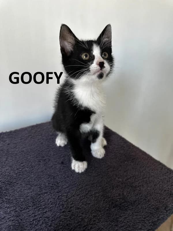 Goofy, male Mixed Breed for adoption at Kat op de dool Deinze