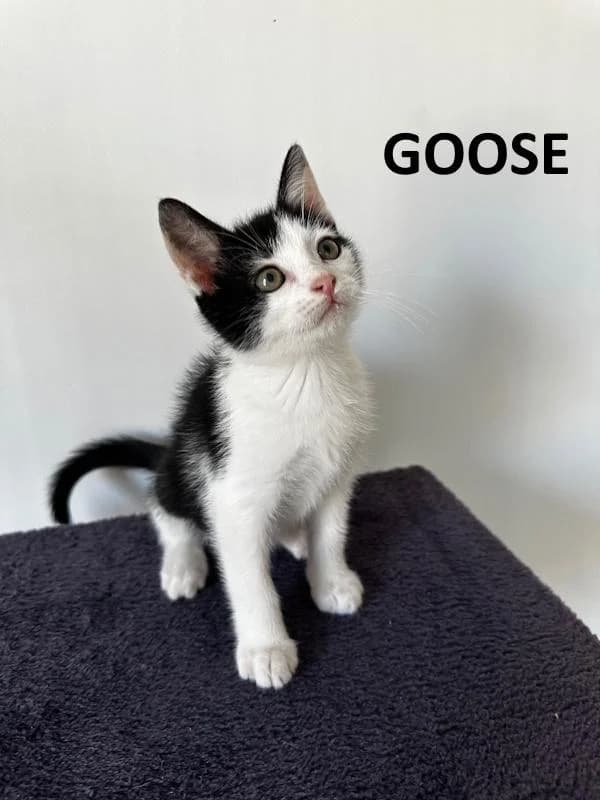 Goose, male Mixed Breed for adoption at Kat op de dool Deinze