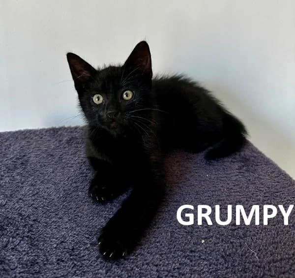 Grumpy, male Mixed Breed for adoption at Kat op de dool Deinze
