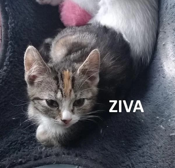 Ziva, driekleur female Mixed Breed for adoption at Kat op de dool Deinze