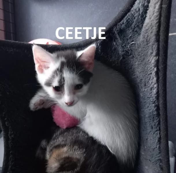 Ceetje, wit male Mixed Breed for adoption at Kat op de dool Deinze