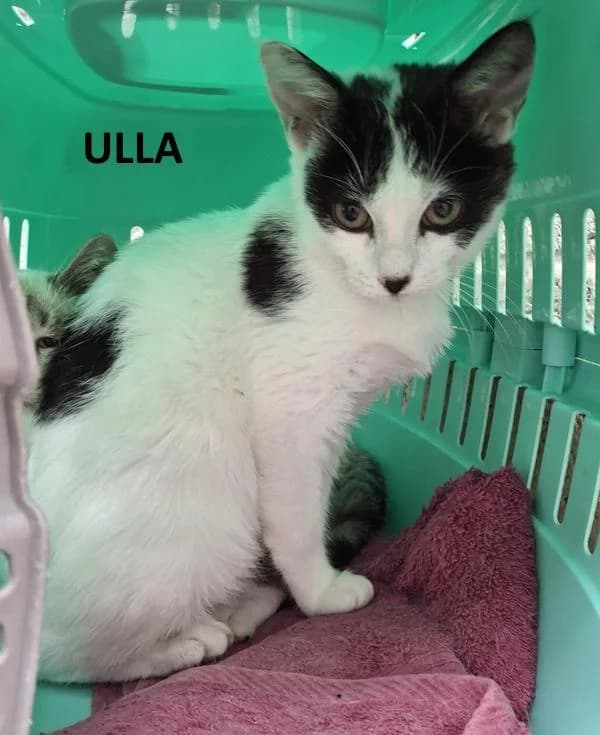 Ulla, zwart female Mixed Breed for adoption at Kat op de dool Deinze