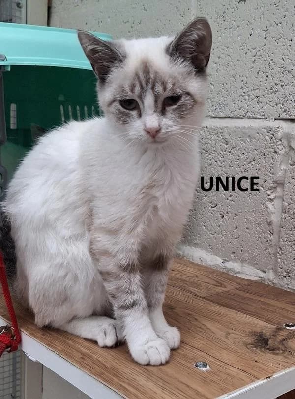 Unice, female Mixed Breed for adoption at Kat op de dool Deinze