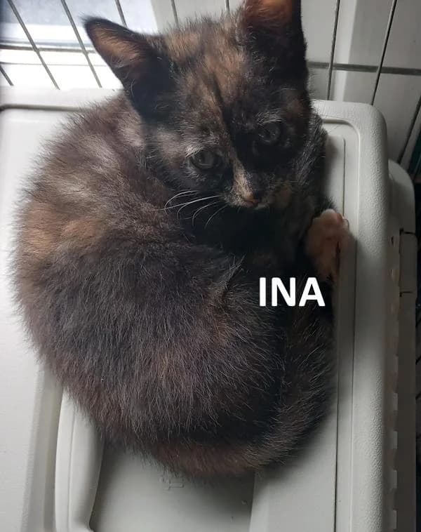 Ina, driekleur female Mixed Breed for adoption at Kat op de dool Deinze