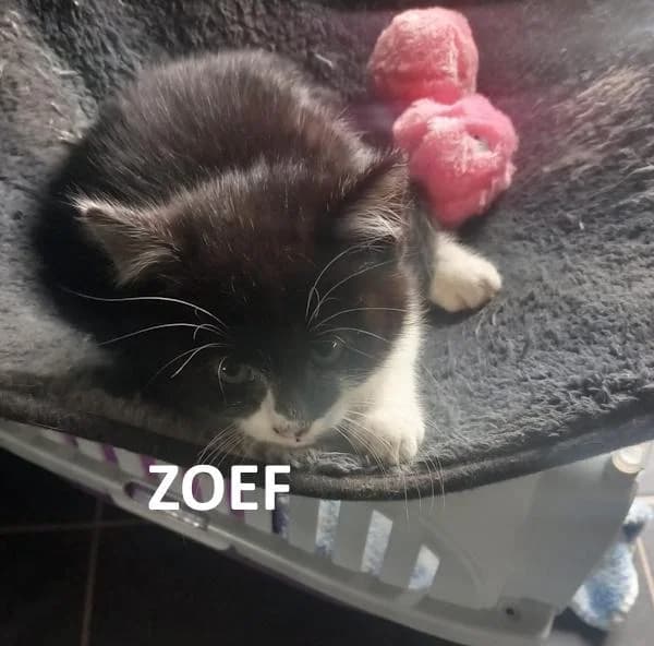 Zoef, zwart male Mixed Breed for adoption at Kat op de dool Deinze