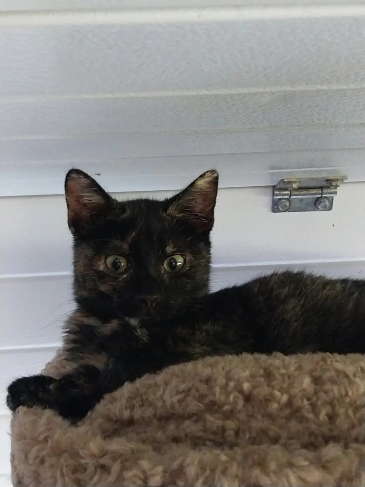 Nala, female puppy Mixed Breed for adoption at Katimoe vzw