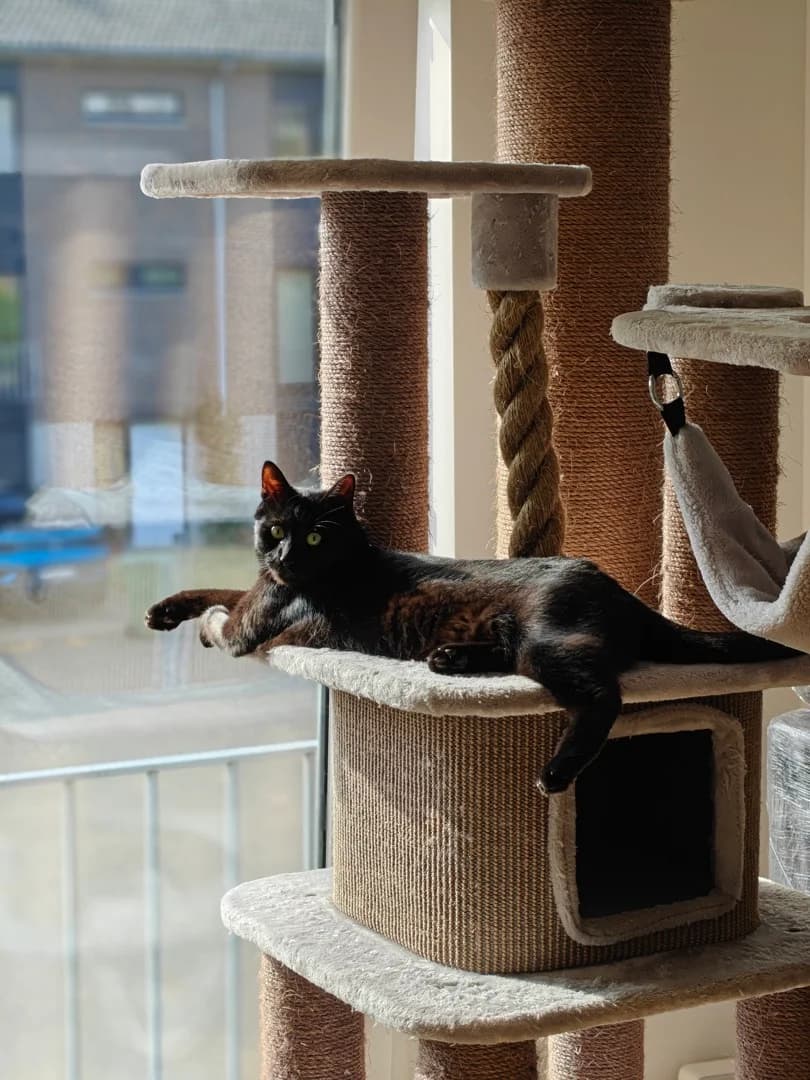 Aiko, male young Mixed Breed for adoption at Het Kattenkabinet