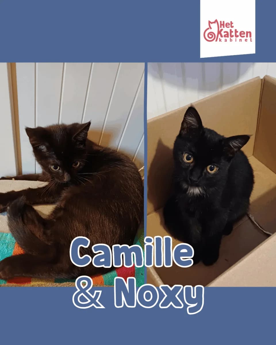 Camille &, zwart female puppy Mixed Breed for adoption at Het Kattenkabinet