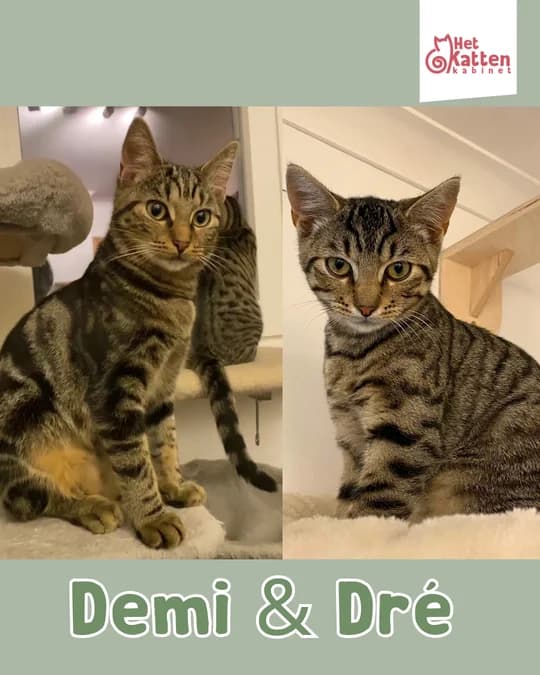 Demi & Dré, male puppy Mixed Breed for adoption at Het Kattenkabinet