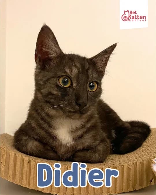 Didier, male puppy Mixed Breed for adoption at Het Kattenkabinet